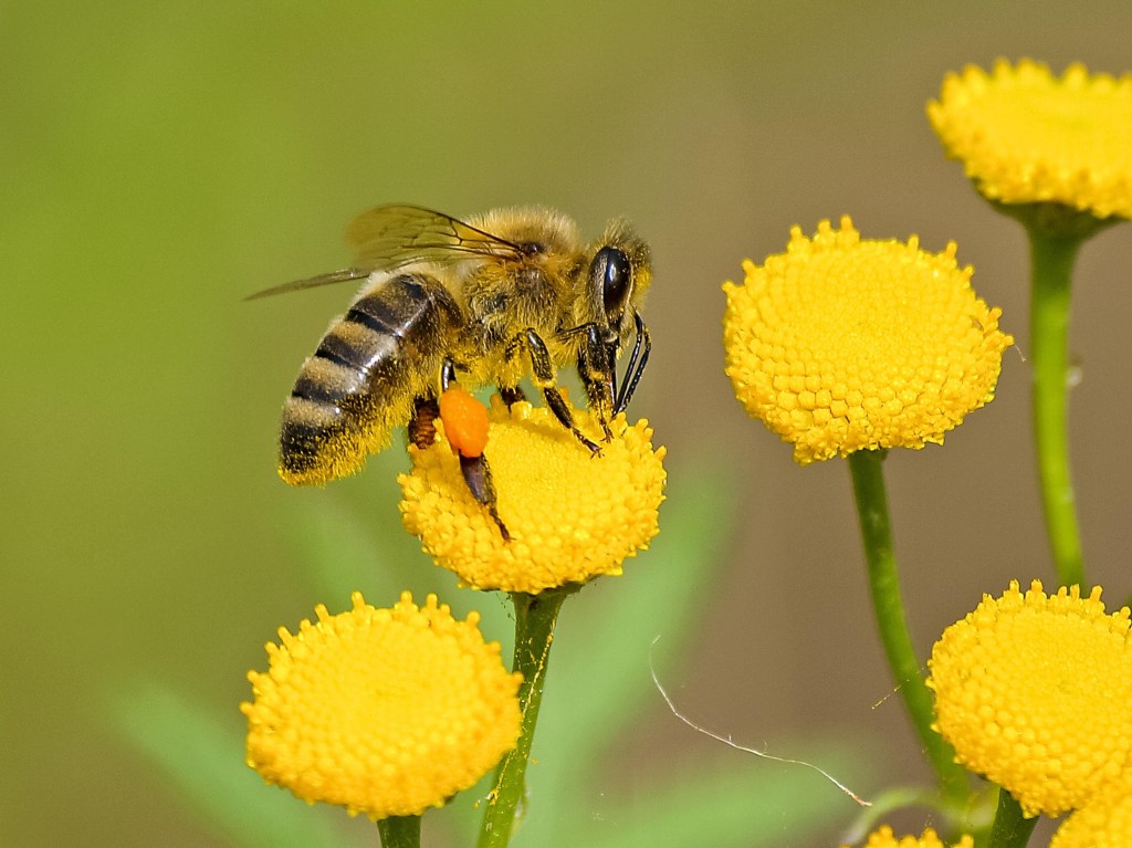 Gilles Rouillard, apiculteur à la retraite, reste au rythme des&nbsp;abeilles